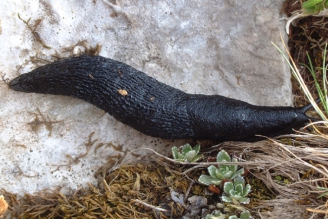 Limax sp. n. dell'' ianninii-gruppo degli Monti di Meta (FR)